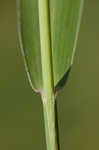 Japanese bristlegrass